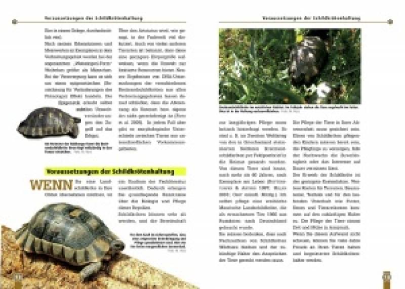 Die Breitrandschildkröte